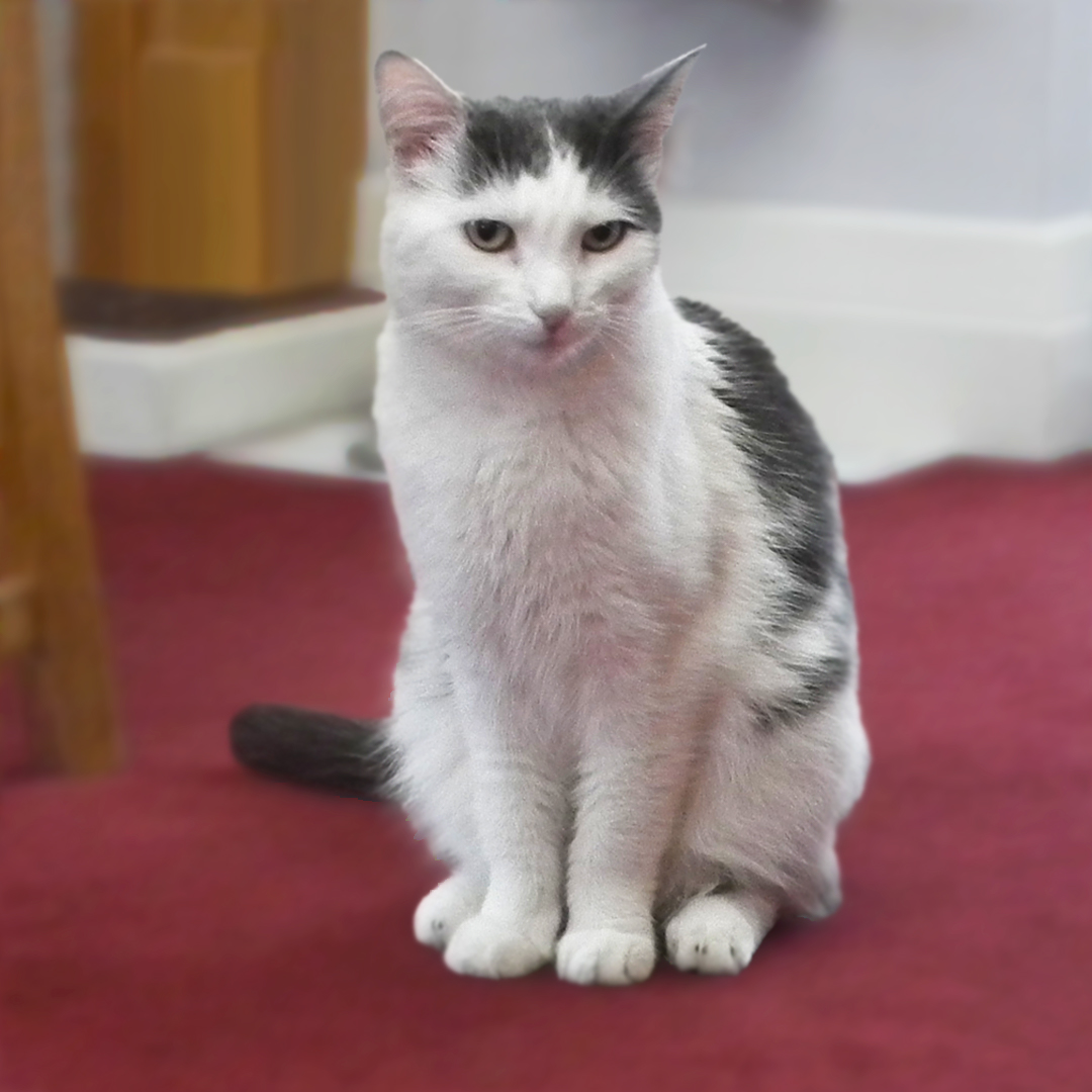 The care home cat Lou-lou sits peacefully in the living room of the care home