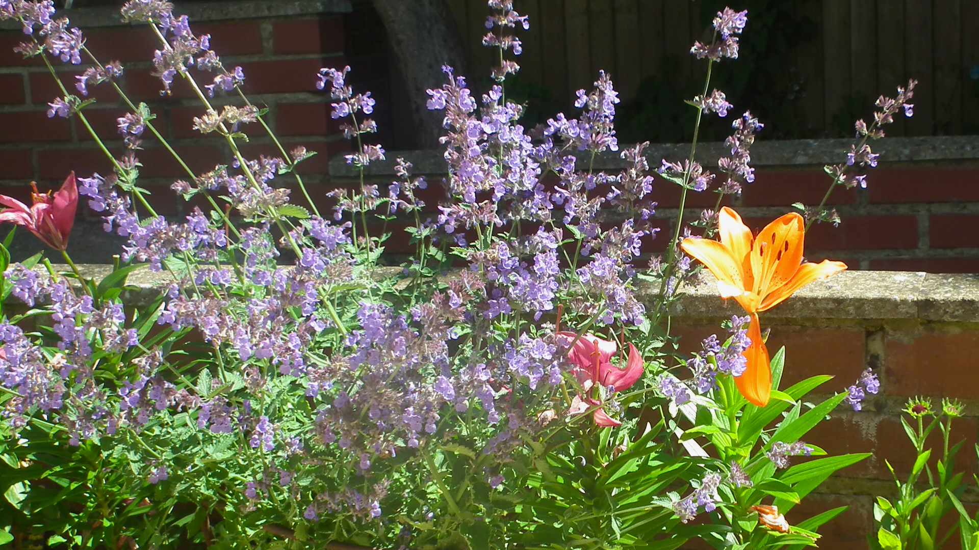 care-home-garden-flowers1 Beautiful lavender with pink and orange lilies in the care home garden