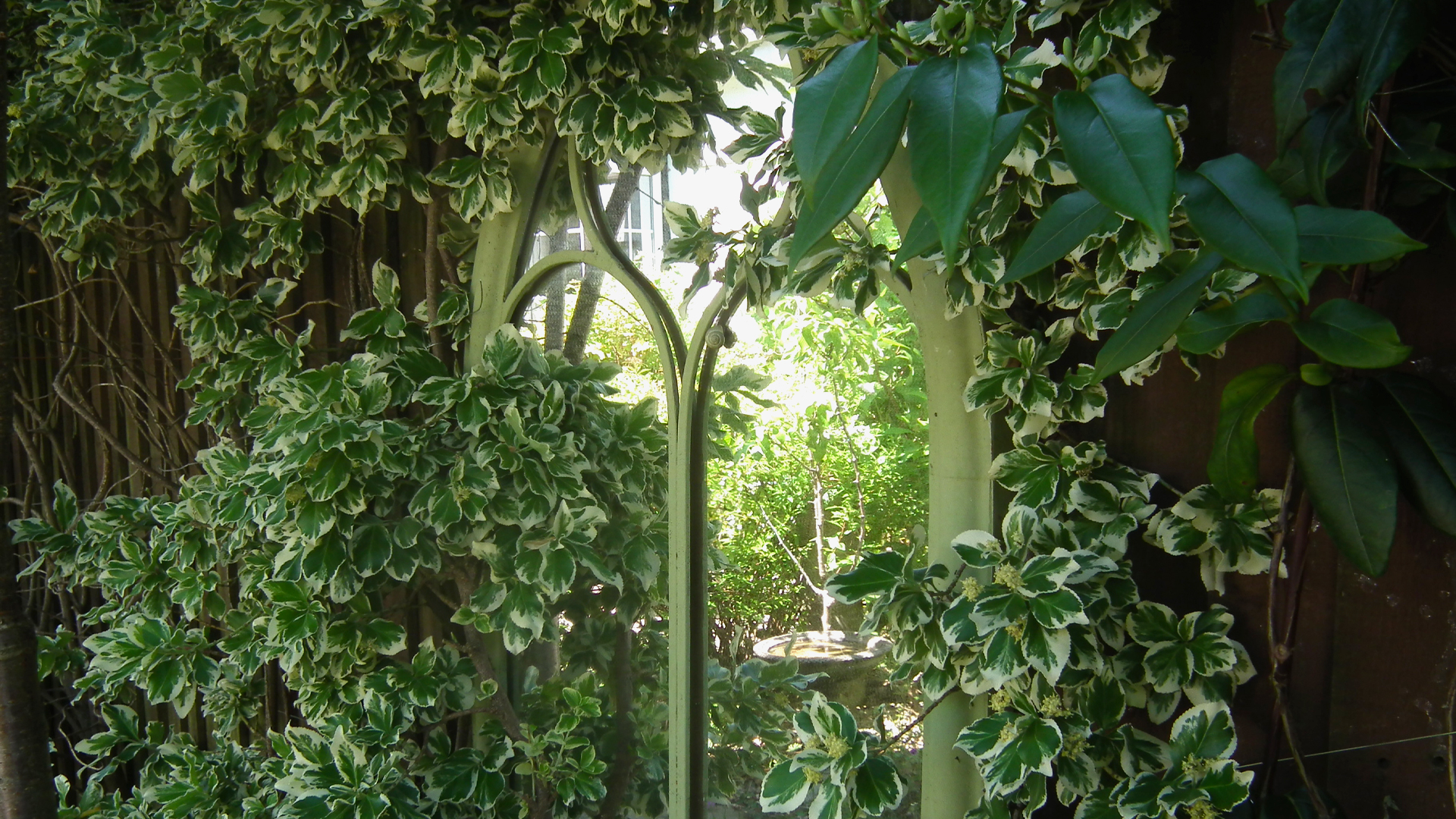 A magical looking mirror in the care home garden, featuring a small yellow snail, bright green leaves and sunny reflection of a bird bath