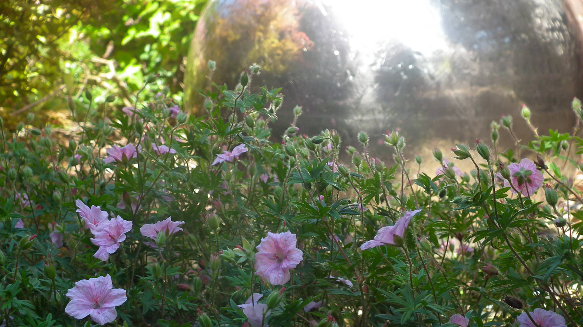 Small pink flowers amongst green leaves in front of a large silver ball ornament with flowing water in the care home garden