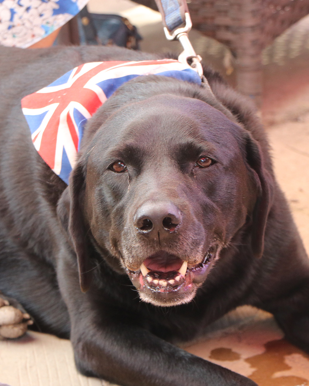 A black Labrador dog wearing a British flag bandanna