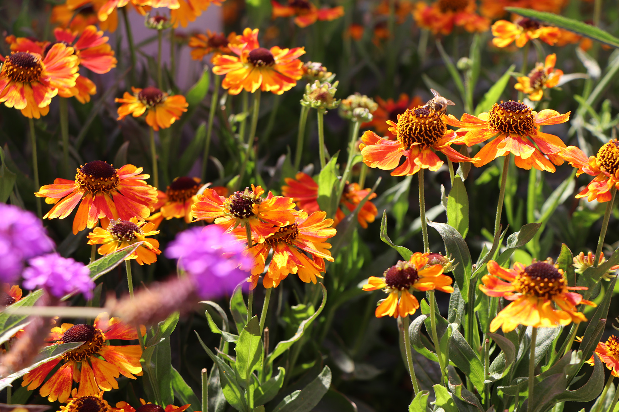 A bee sits on a bright orange flower in the garden