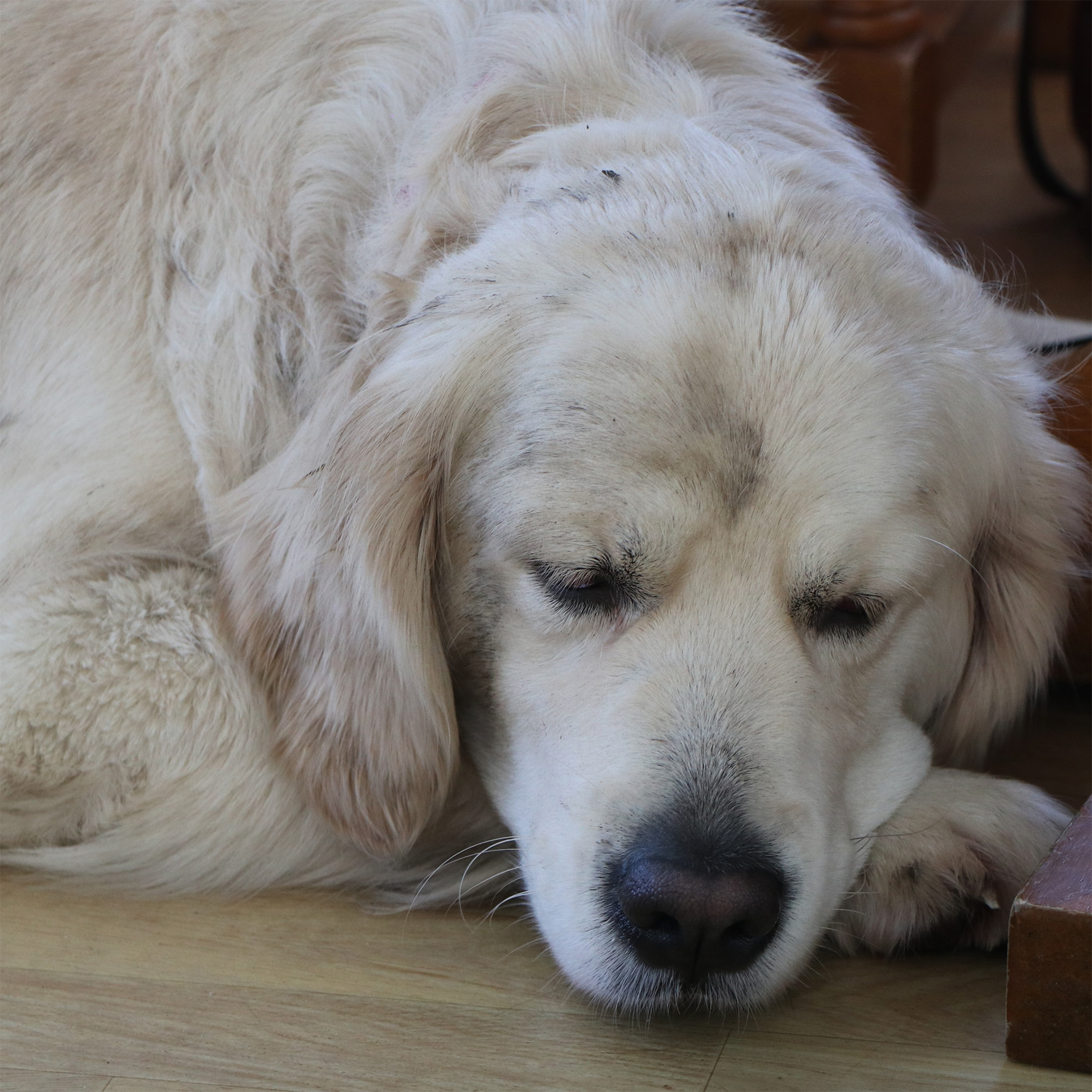 A slightly muddy golden retriever dog has a nap during the Christmas party.