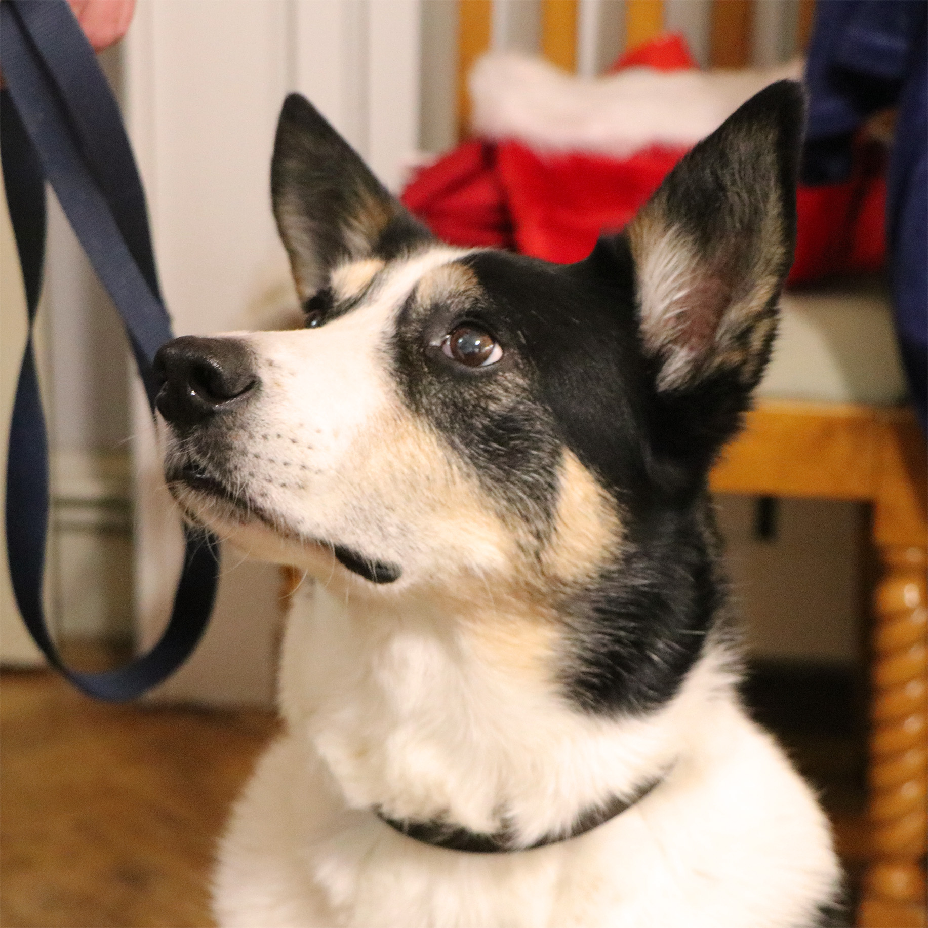 A white and black dog with pointy ears is looking up at it's owner.
